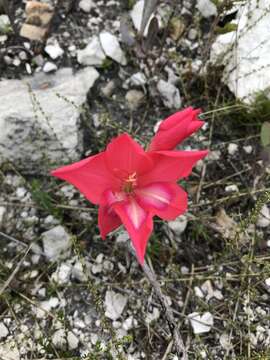 Plancia ëd Gladiolus carmineus C. H. Wright