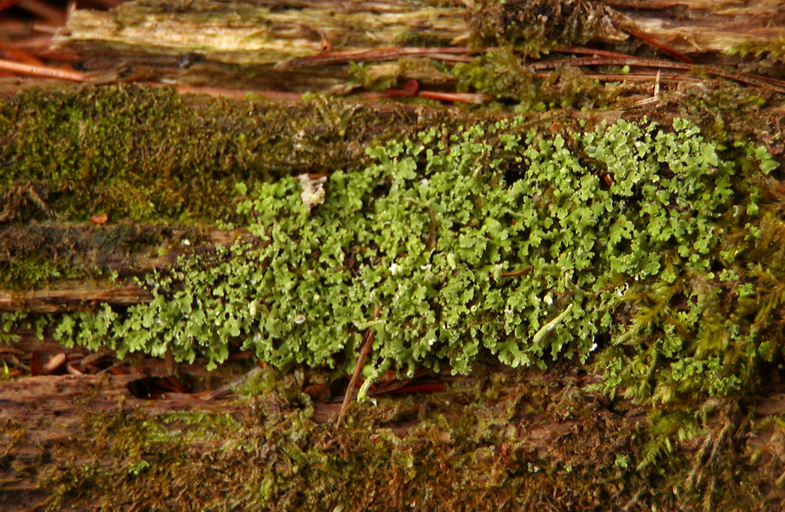 common-liverwort-encyclopedia-of-life