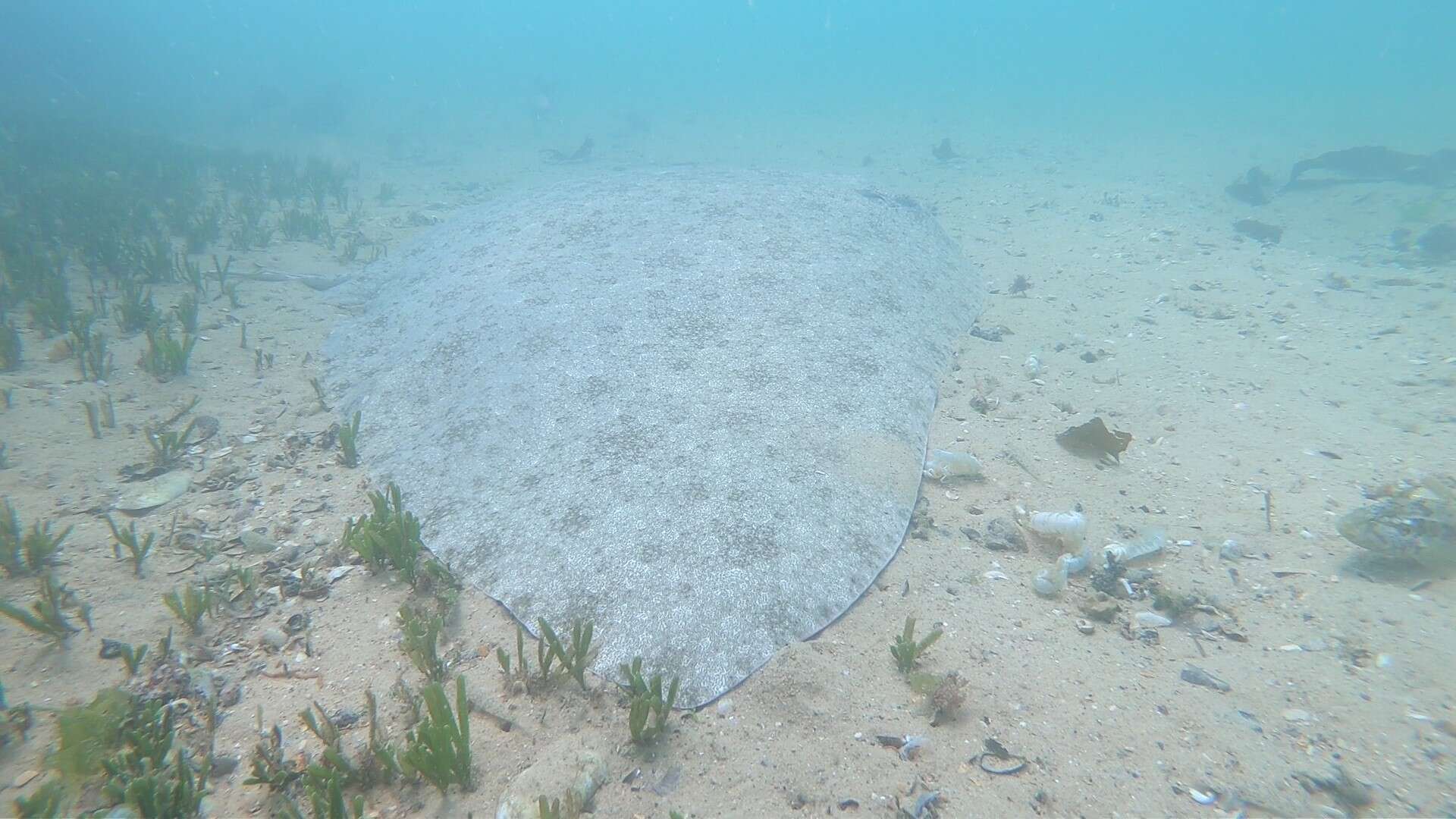 Image of Backwater butterfly ray