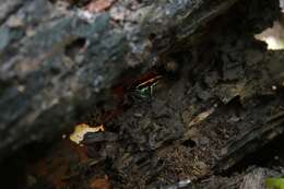 Image of Golfodulcean Poison Frog