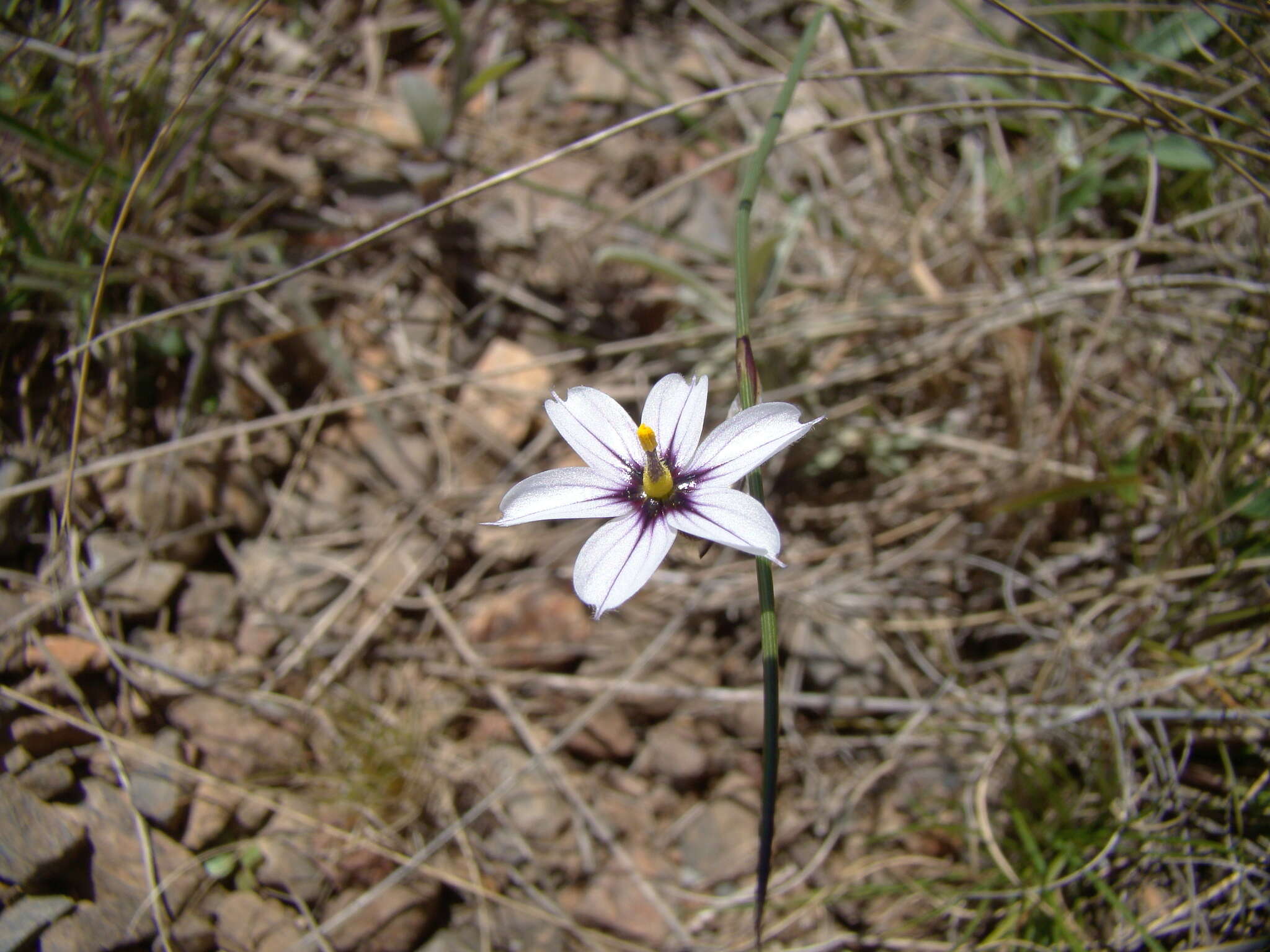 Sisyrinchium scariosum I. M. Johnst.的圖片