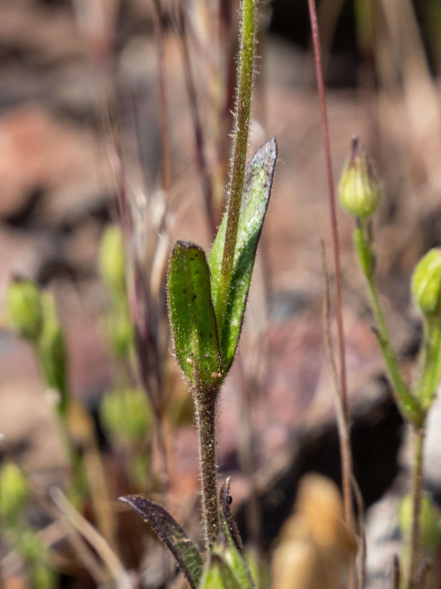 Imagem de Silene coniflora Nees ex Otth