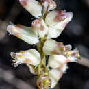 Image of Lachenalia lactosa G. D. Duncan