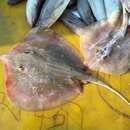 Image of Dwarf whipray