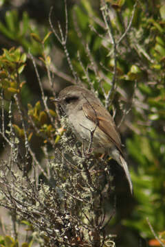 Image of Colorhamphus Sundevall 1872