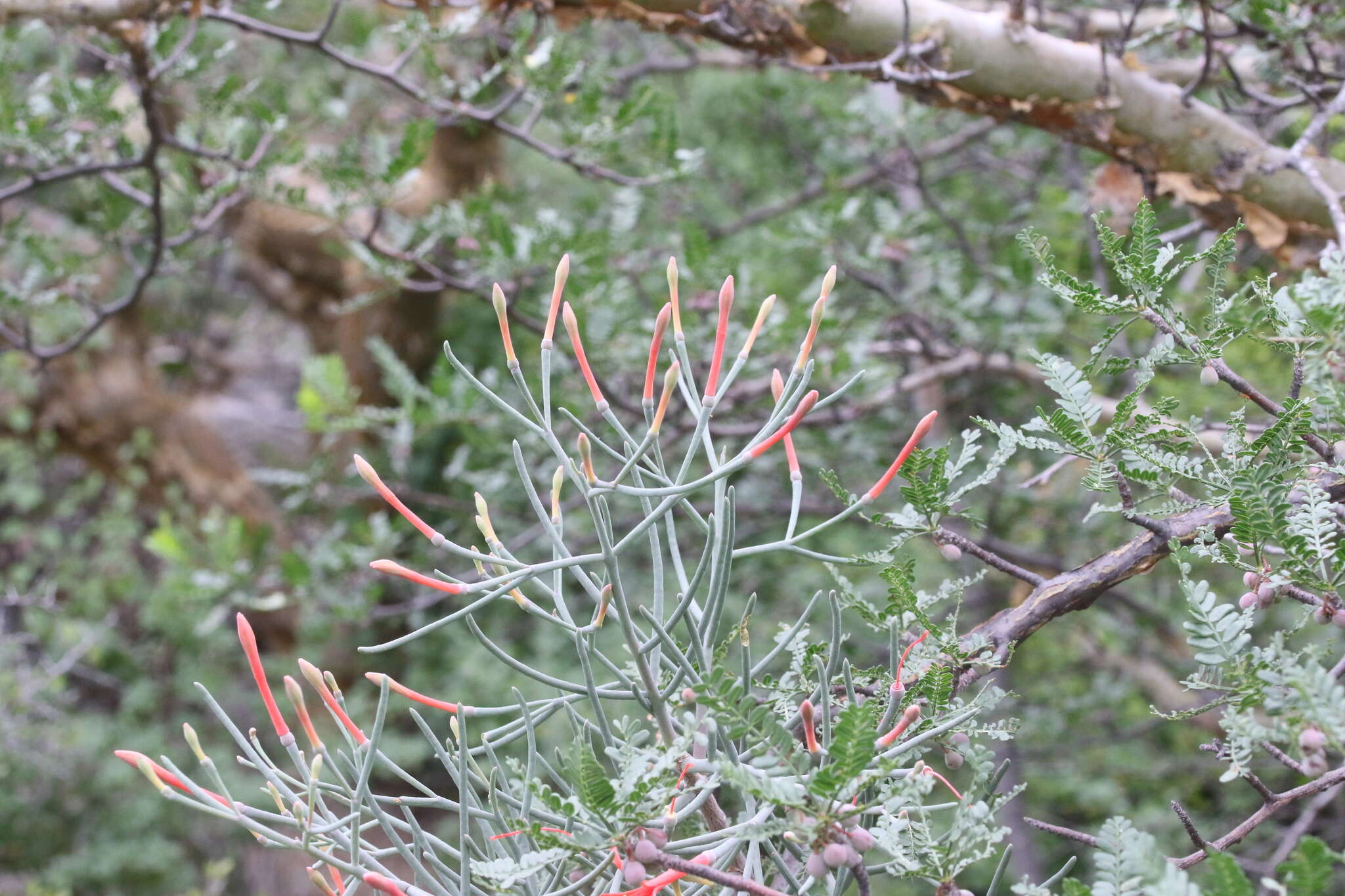 Image of Psittacanthus sonorae (Watson) J. Kuijt