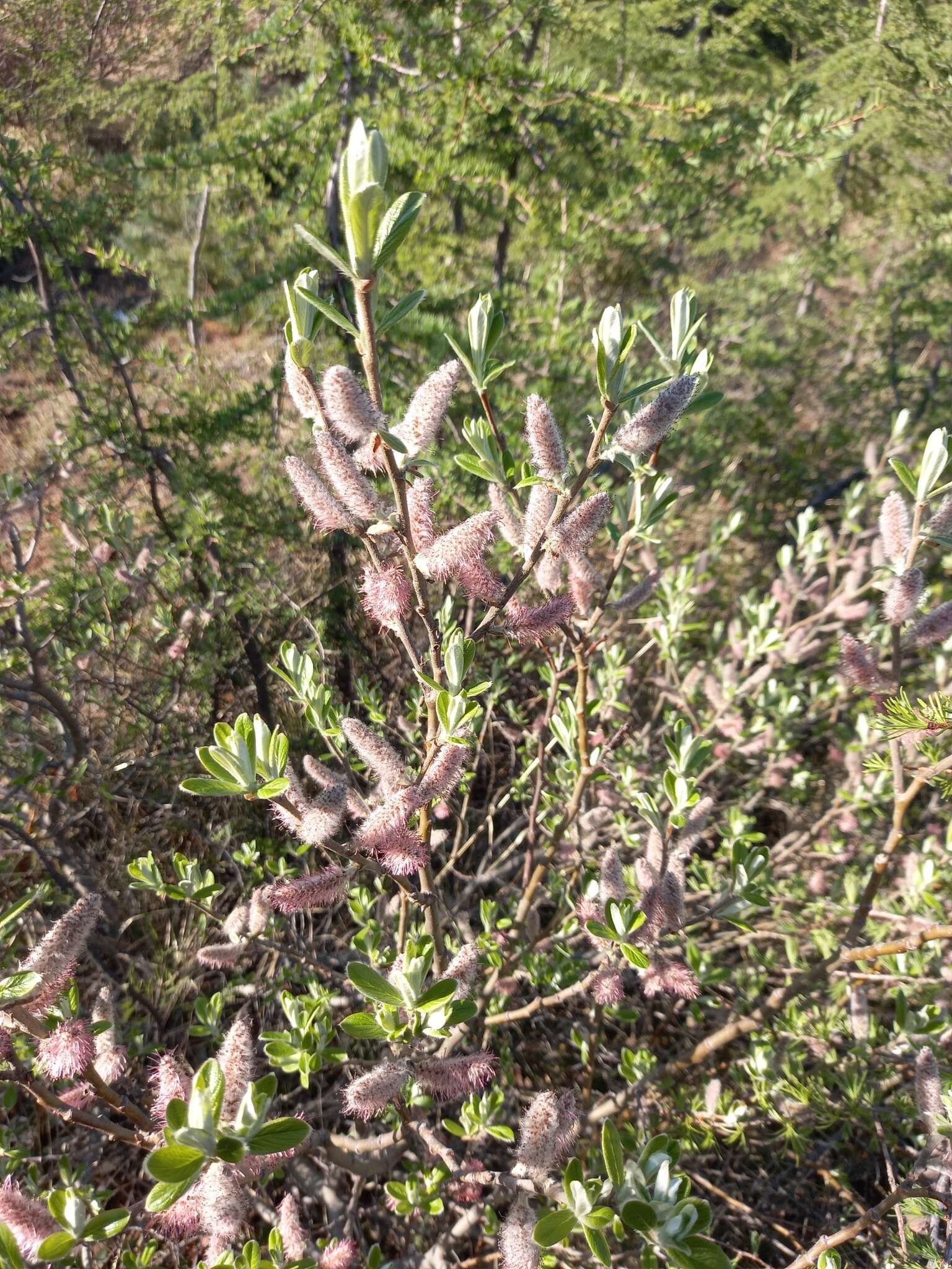 Image de Salix krylovii E. Wolf