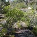 Image of Acacia lanigera var. gracilipes Benth.