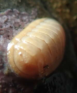 Image of Leptochiton rugatus (Carpenter ex Pilsbry 1892)