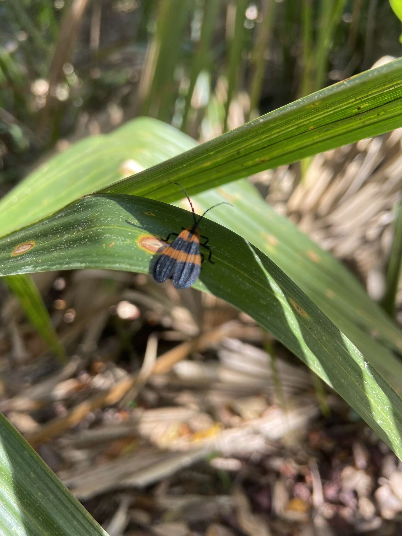 Image of Banded Net-winged Beetle