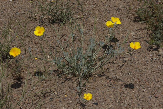 Image of tufted poppy