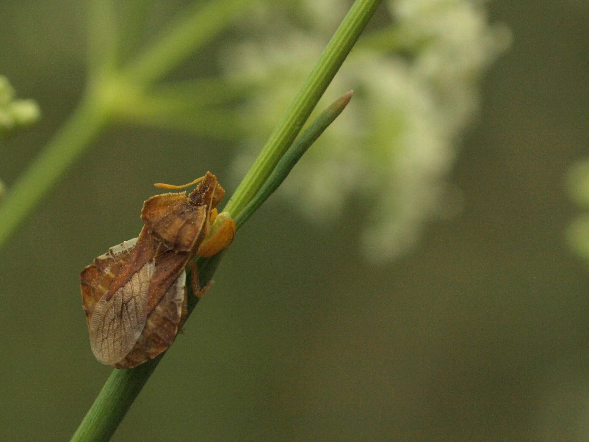 Imagem de Phymata crassipes (Fabricius 1775)