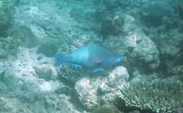 Image of Eclipse parrotfish