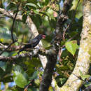 Image of Black Oriole