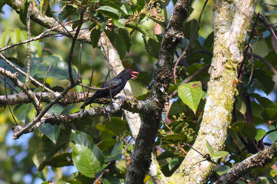 Image of Black Oriole