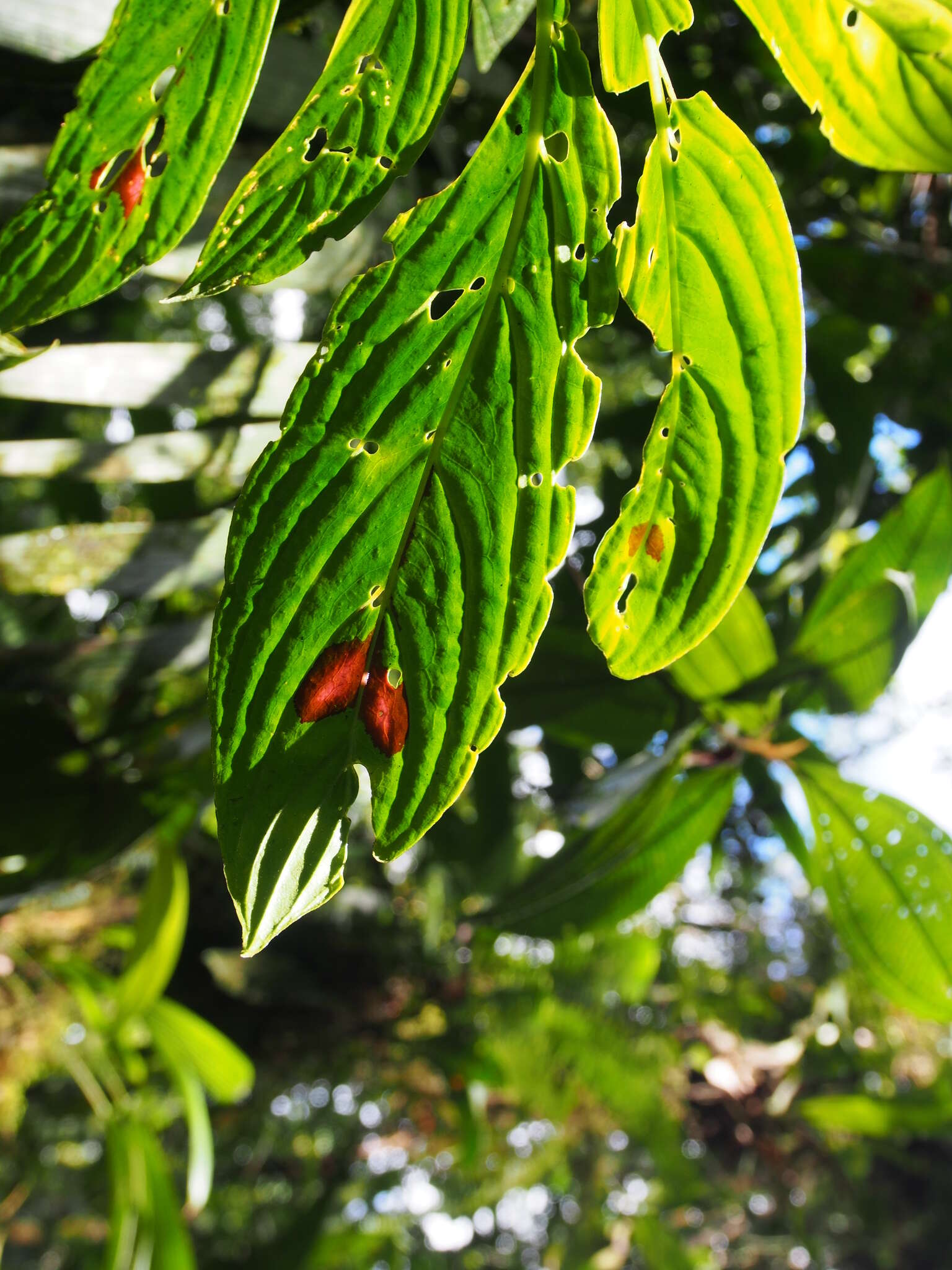 Imagem de Columnea consanguinea Hanst.