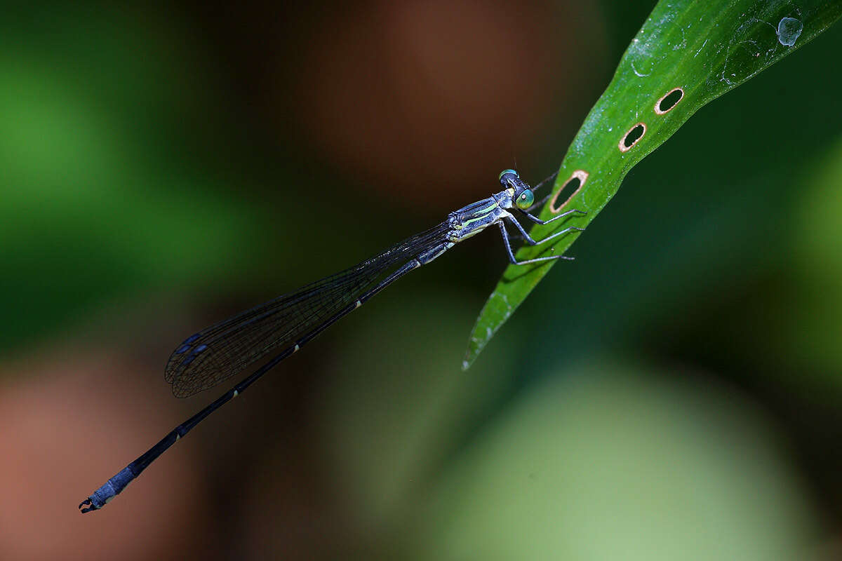 Image of Neosticta canescens Tillyard 1913