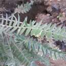 Image de Oxytropis candicans (Pall.) DC.