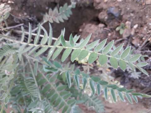 Image de Oxytropis candicans (Pall.) DC.