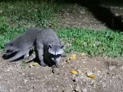 Image of Procyon lotor insularis Merriam 1898