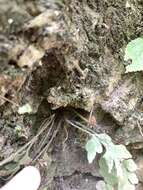 Image of Asplenium oldhamii Hance