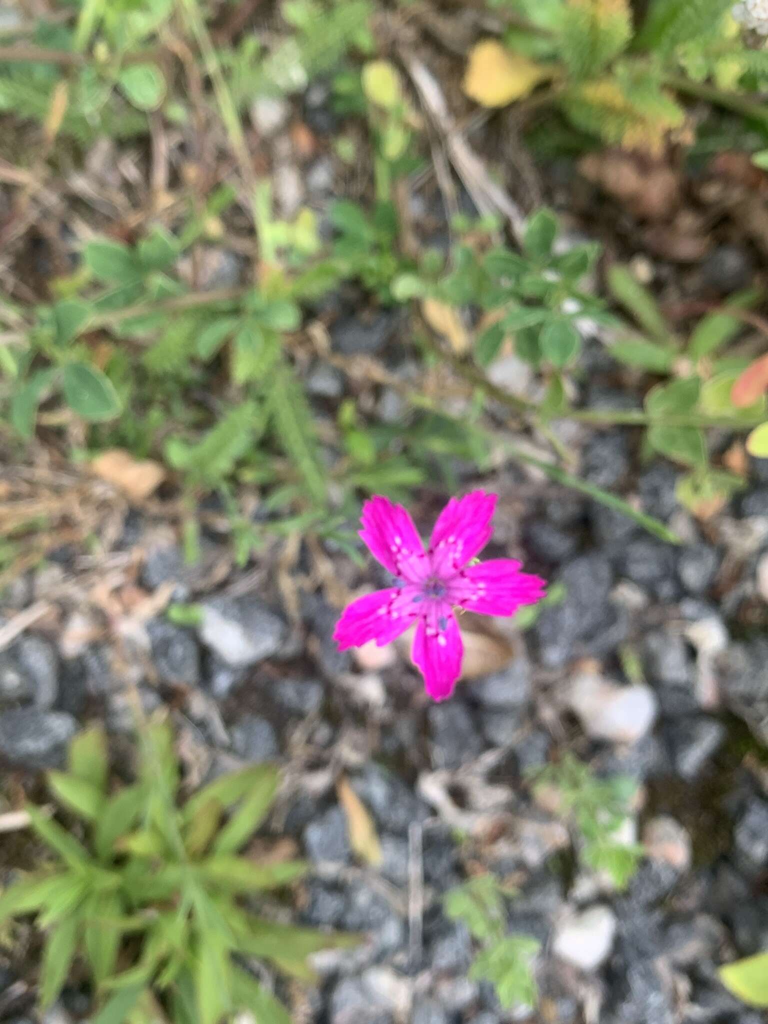 Image of Dianthus deltoides subsp. deltoides