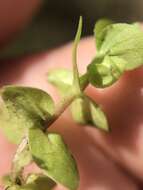 Image of Bacopa innominata (M. Gómez) Alain