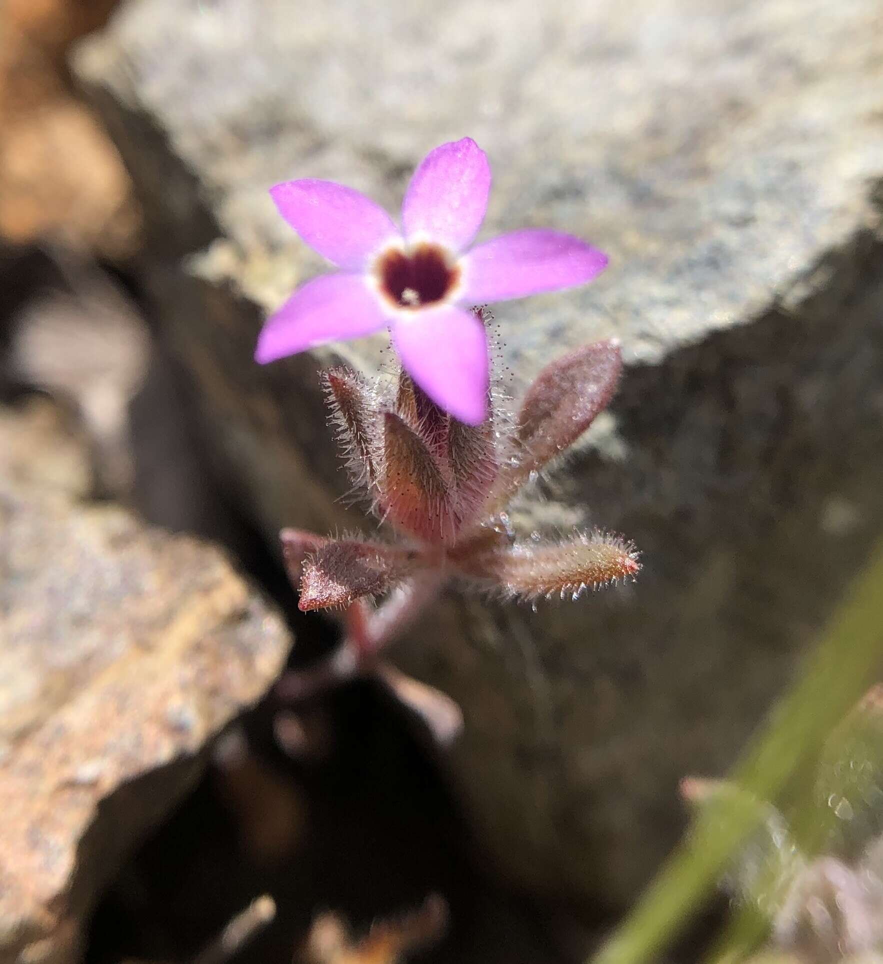 Image of serpentine collomia