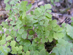 Image de Adiantum raddianum C. Presl