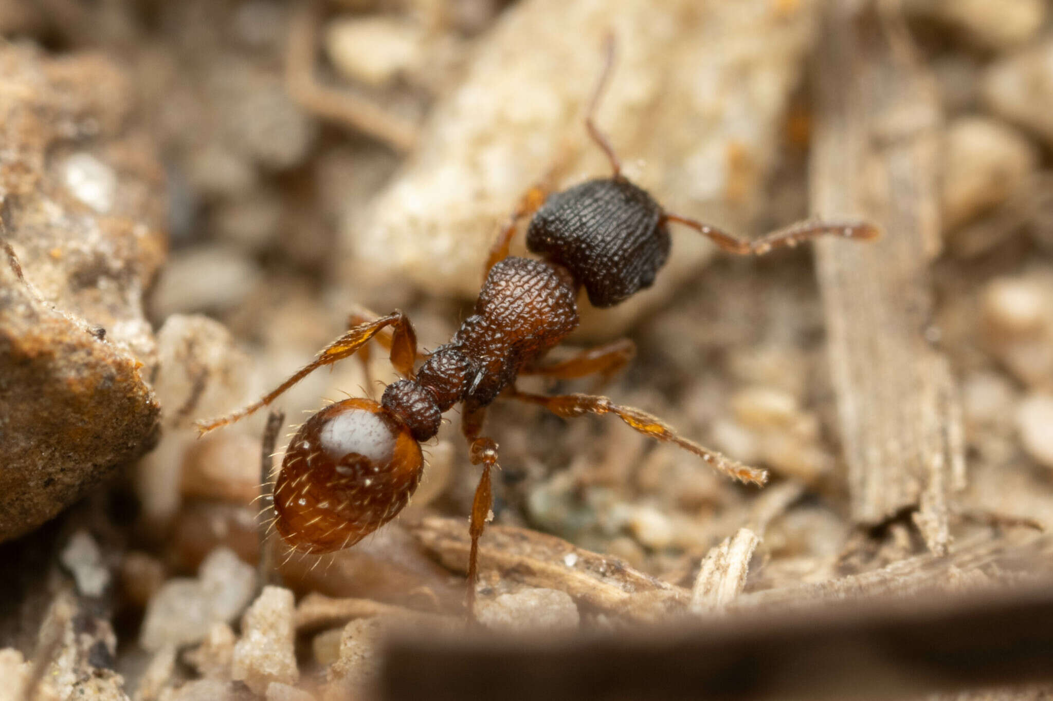 Image of Tetramorium impressum (Viehmeyer 1925)