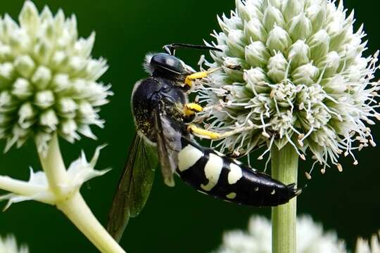 Image of Horse Guard Wasp