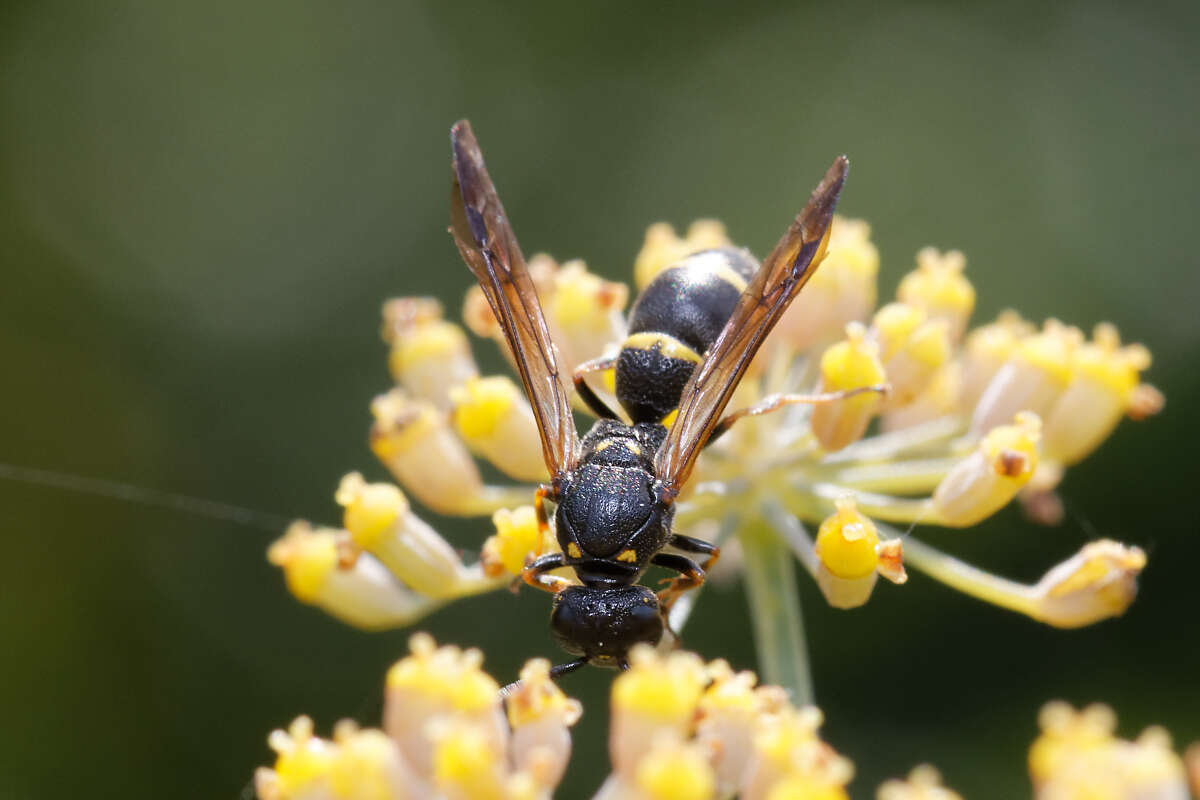 Image of Symmorphus bifasciatus (Linnaeus 1761)