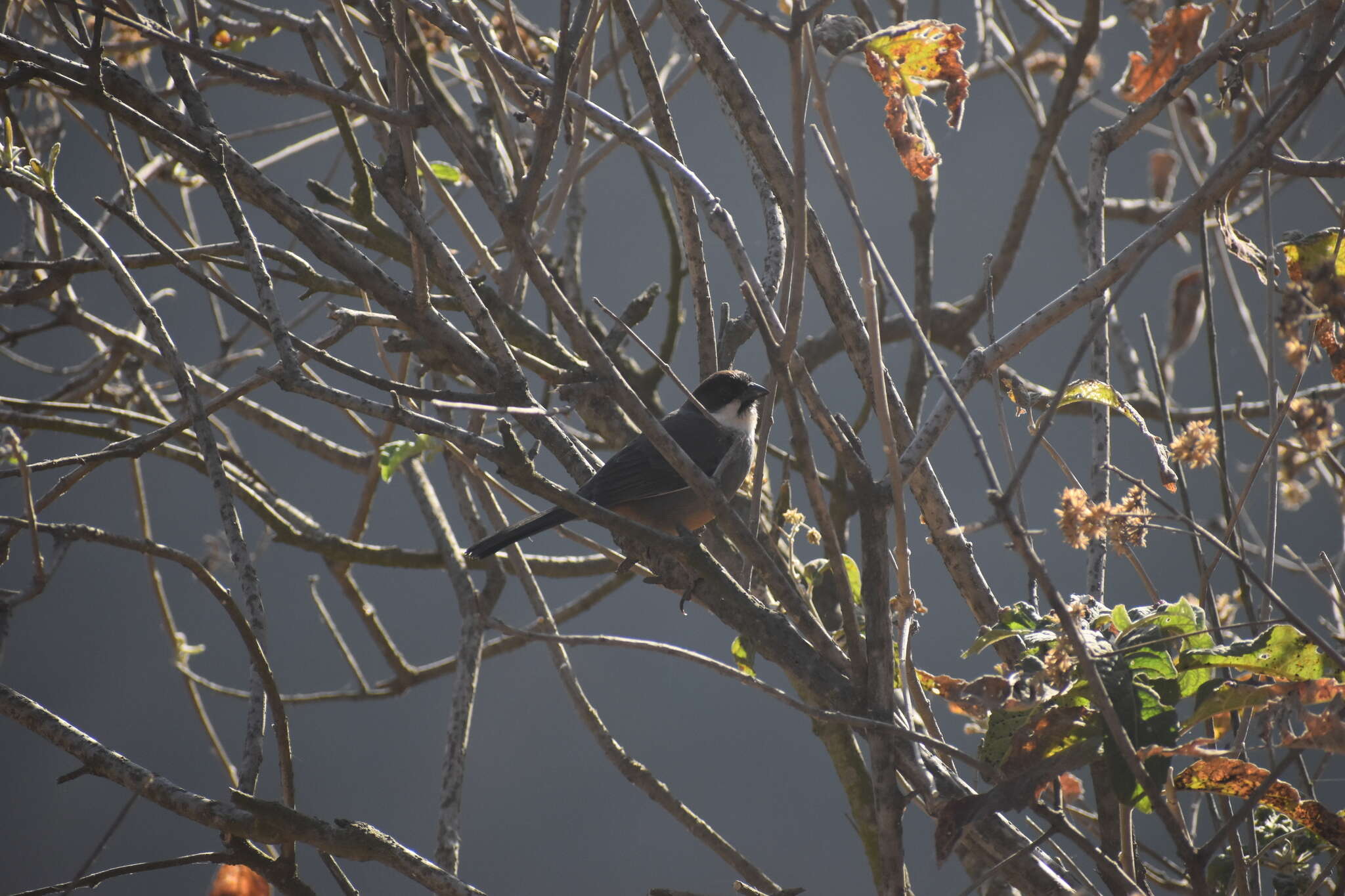 Image of Rusty-bellied Brush Finch