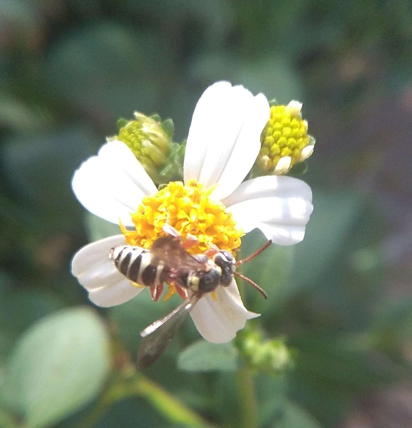 Image of Texas Nomad Bee