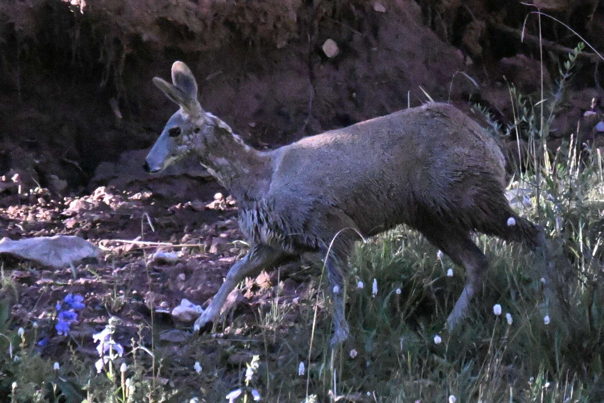 Imagem de Moschus chrysogaster (Hodgson 1839)