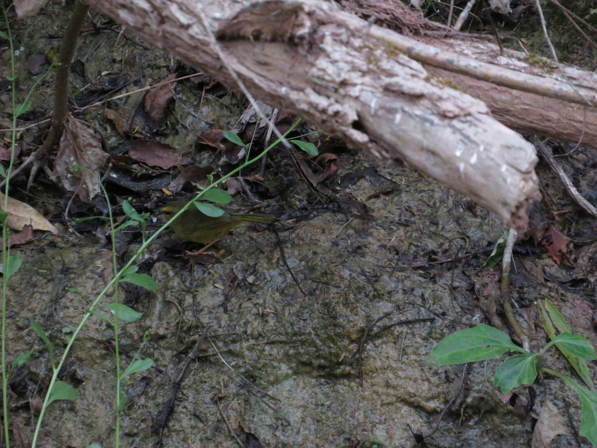 Image of Two-banded Warbler