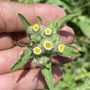 Image of Erigeron variifolius Blake