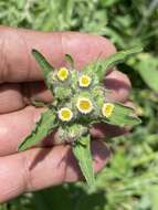 صورة Erigeron variifolius Blake