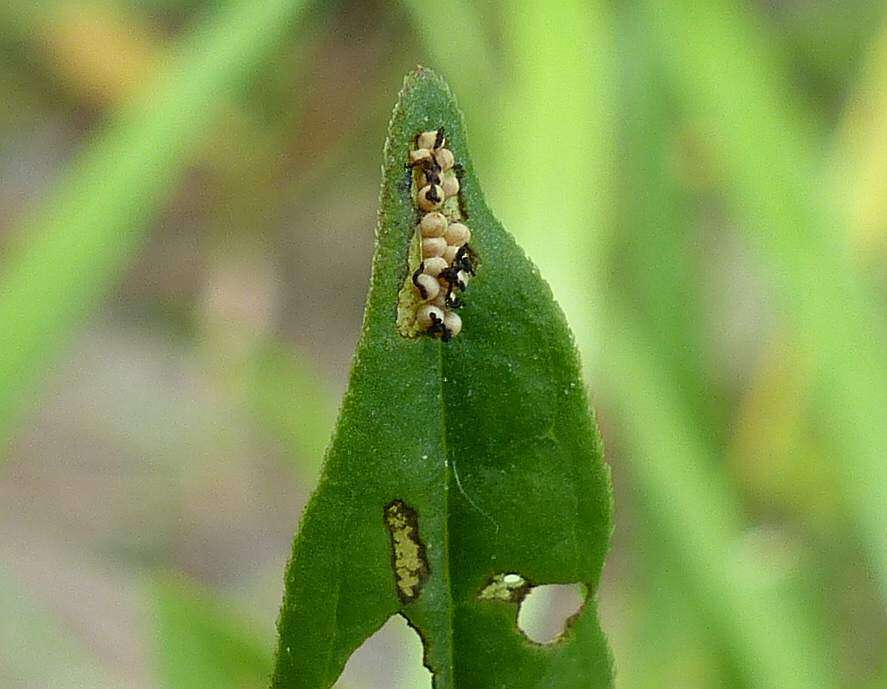 Слика од <i>Galerucella calmariensis</i>