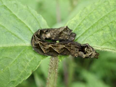 Image of Thyatira batis japonica Werny 1966