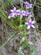 Image de Gentianella biebersteinii (Bunge) Holub