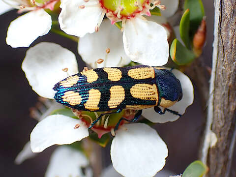 Image of Castiarina malleeana (Carter 1931)