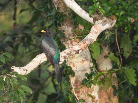 Image of Black-tailed Trogon