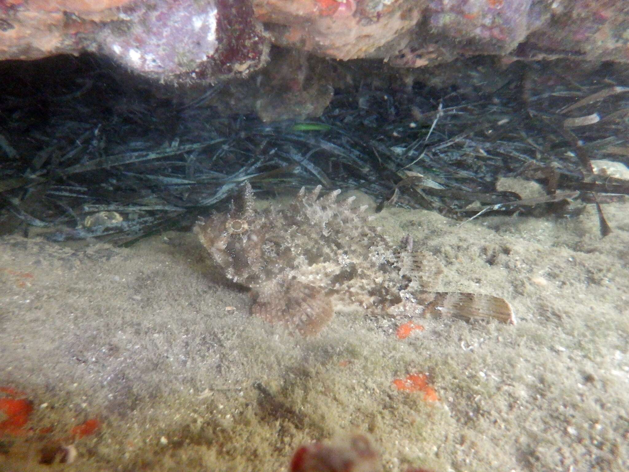 Image of Black Scorpion-fish