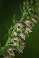 Image of Young's helleborine