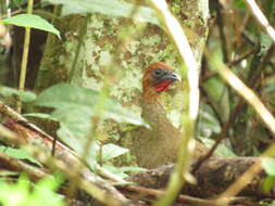 Ortalis motmot (Linnaeus 1766) resmi