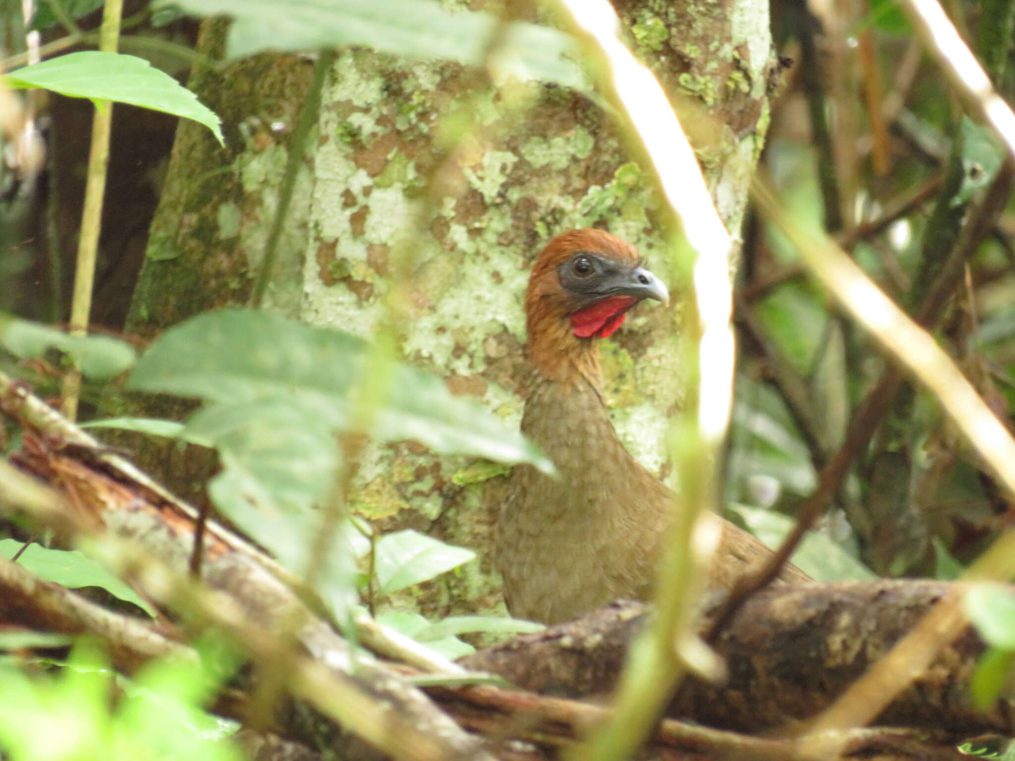 Image of Little Chachalaca