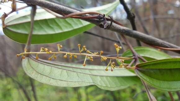 Image of Dioscorea analalavensis Jum. & H. Perrier