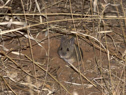 Image of Plains Mouse