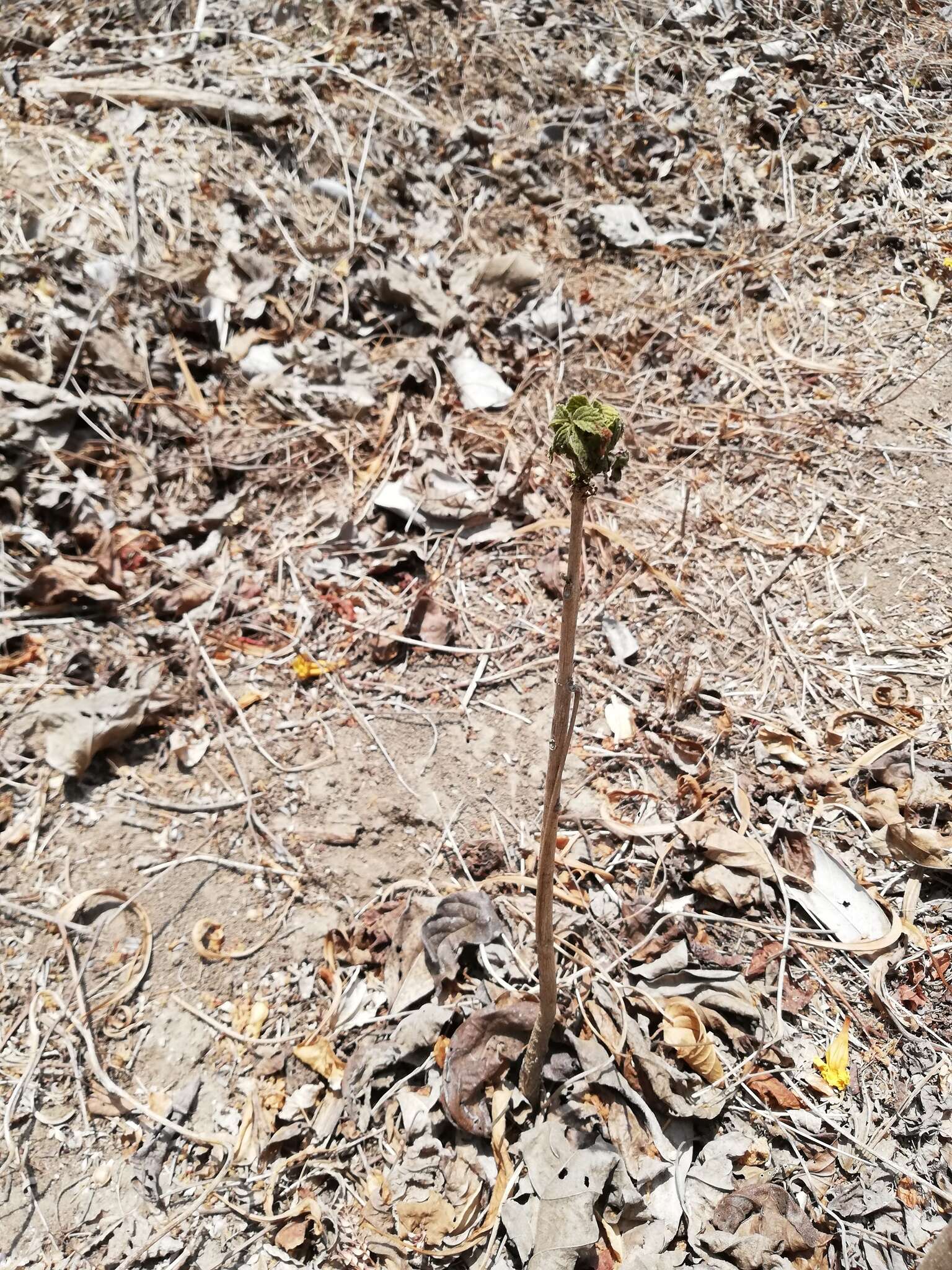 Image of Gold Tree